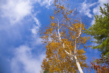 志賀高原を彩る錦秋の喝采