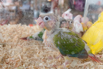 Naklejka premium Baby green-cheeked conure bird in pet shop