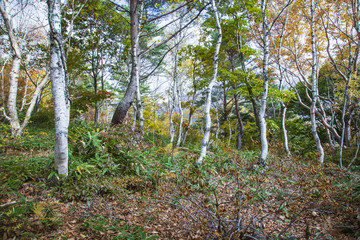 志賀高原を彩る錦秋の喝采