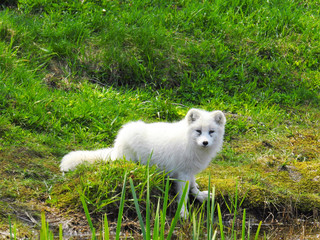 White arctic fox contrasting with green grass in the country