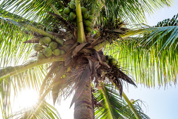 Palm coconut tree with many green coconuts, closeup full frame, with blue sky in the background, sunlight coming through and lens flares