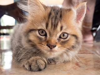 Portrait of beautiful kitty cat