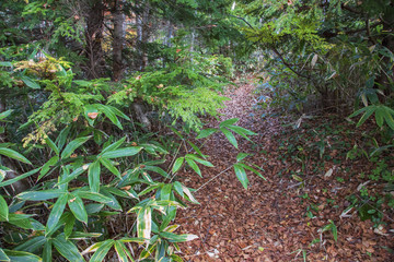 Fototapeta premium 志賀高原を彩る錦秋の喝采