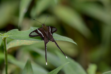 Lamproptera curius curius : White Dragontail, Beautiful Butterfly