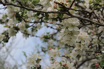 White Blossom Abundance