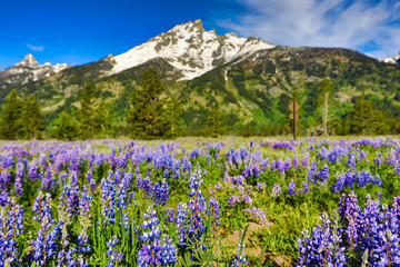 Fototapeta premium Lupine flowers in bloom at the base of the Grand Teton Mountains in Jackson Wyoming.
