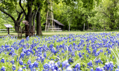 Spring time, bluebonnets blossom in a Texas state park. On the background are some old farm buildings and farming tools.