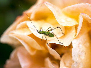 A small insect landing on a watery rose after a shower in the morning. Macro close-up.
