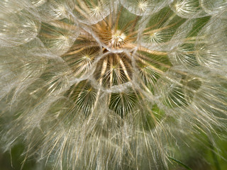 Found some giant dandelion in a Texas state park. Natural sun lights lay on the plants, giving all parts transparent feeling.