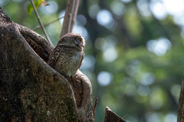 Spotted owlet is a small owl