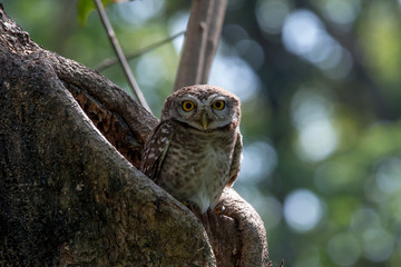 Spotted owlet is a small owl