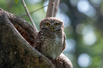Spotted owlet is a small owl