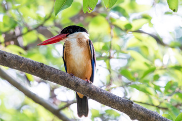 black-capped kingfisher is a tree kingfisher which is widely distributed in tropical Asia.