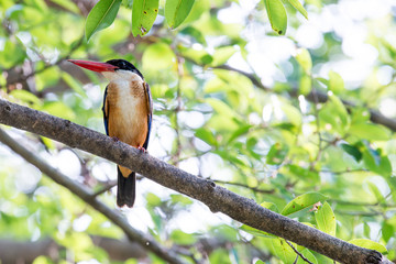 black-capped kingfisher is a tree kingfisher which is widely distributed in tropical Asia.