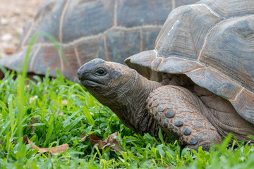 Giant Aldabra Tortoise