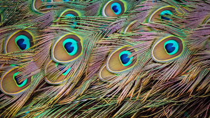 Obraz premium Peacock 's tail