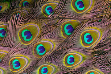 Obraz premium Peacock 's tail