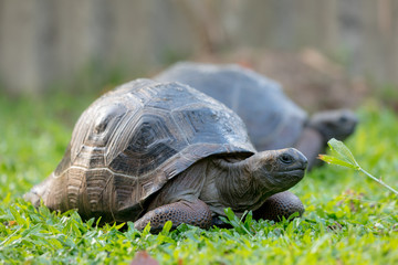 Aldabra tortoise on the beach