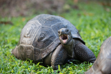 Aldabra tortoise on the beach