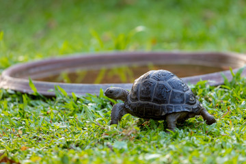 Aldabra tortoise on the beach