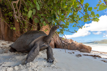 Aldabra tortoise on the beach