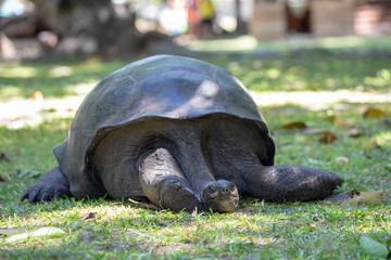 Lazy giant tortoise