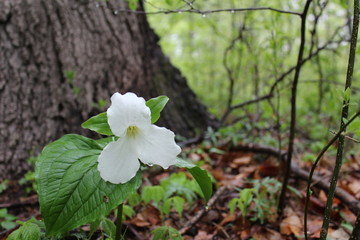 Single Trillium Beneath Tree