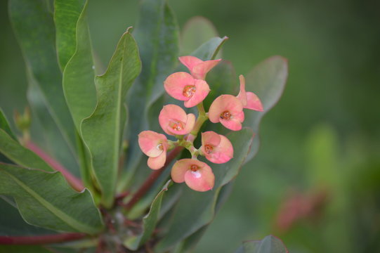 Medium pink Crown of Thorns
