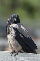 Hooded Crow, beautiful bird standing on a wooden picket
