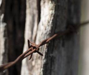 Barbed Wire Barbs Closeup II