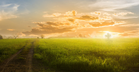 Landscape sunset on rice field with beautiful blue sky and clouds background.