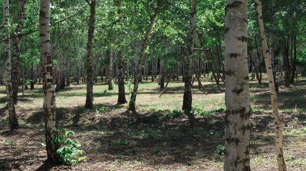 beautiful silver birches with reflection in flooded forest in spring
