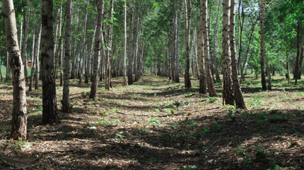 Obraz premium beautiful silver birches with reflection in flooded forest in spring
