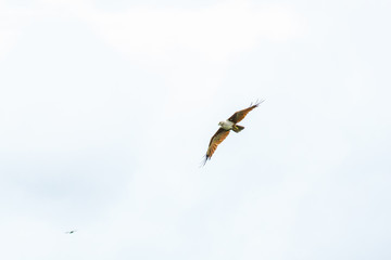 Sea Eagle on sky clouds Beautiful Tropical Beach blue ocean backgrouind