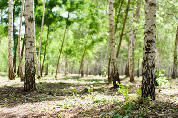 Summer birch forest