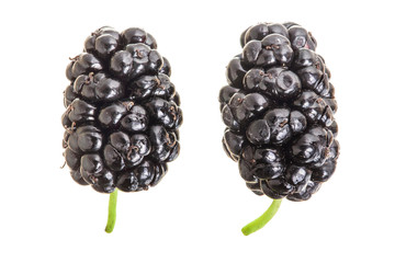 Mulberry berry isolated on white background. Top view. Flat lay