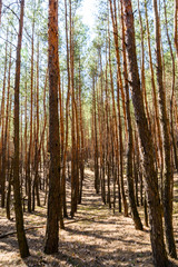 Rows of the tall pine trees in a forest on spring