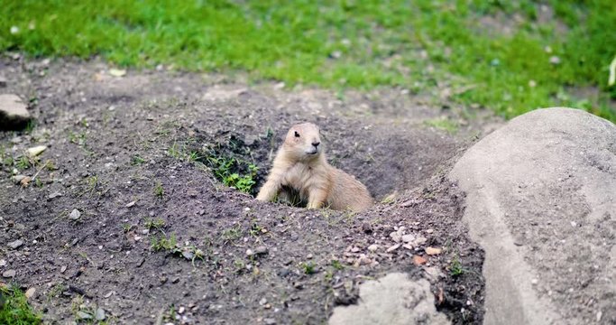 Gopher in his Hole waiting for food