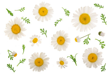 chamomile or daisies with leaves isolated on white background. Top view. Flat lay - obrazy, fototapety, plakaty