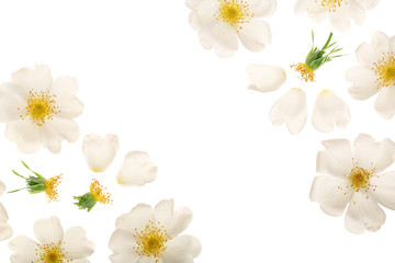 Rosehip flower isolated on white background close up with copy space for your text © kolesnikovserg