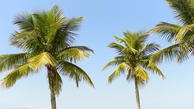 Moving palm coconut trees against a clear blue sky, seamless looping