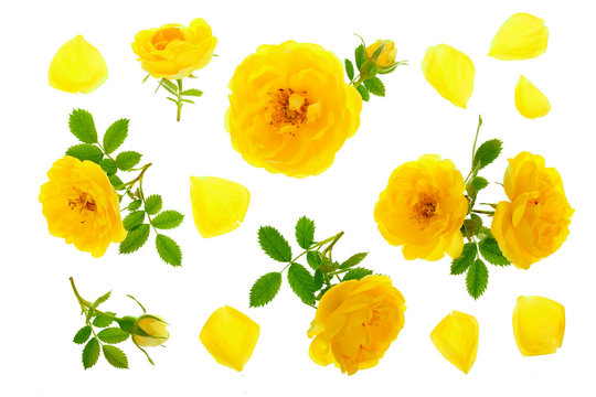 Fototapeta wild yellow rose blooming flower isolated on a white background. Top view. Flat lay pattern