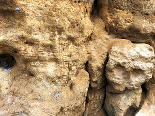 shell stone texture. background