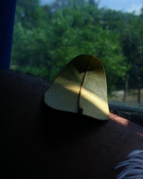 Rayo de sol