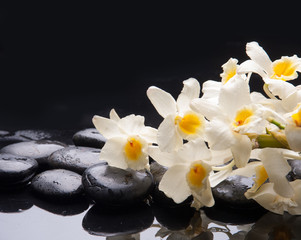 lying on branch white orchid and wet black stones 