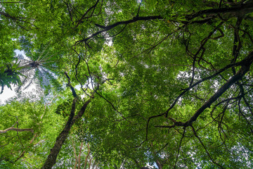 Fototapeta premium Walk to the jungle tree sky clouds sun