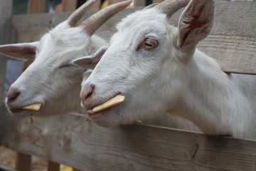 Goats are eating cookies. Russian domestic horned mammal.