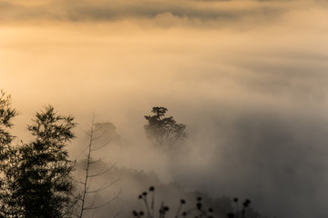 Fog above the forest in minimalist photography