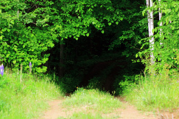 The hidden road in the wood. Secret path in the forest.