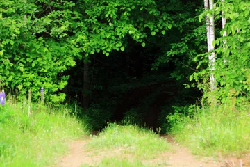 Der versteckte Weg im Wald. Geheimer Pfad im Wald. © flexelf